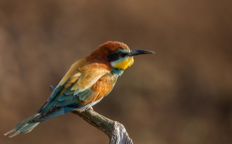 Золотистая щурка.  фото превью