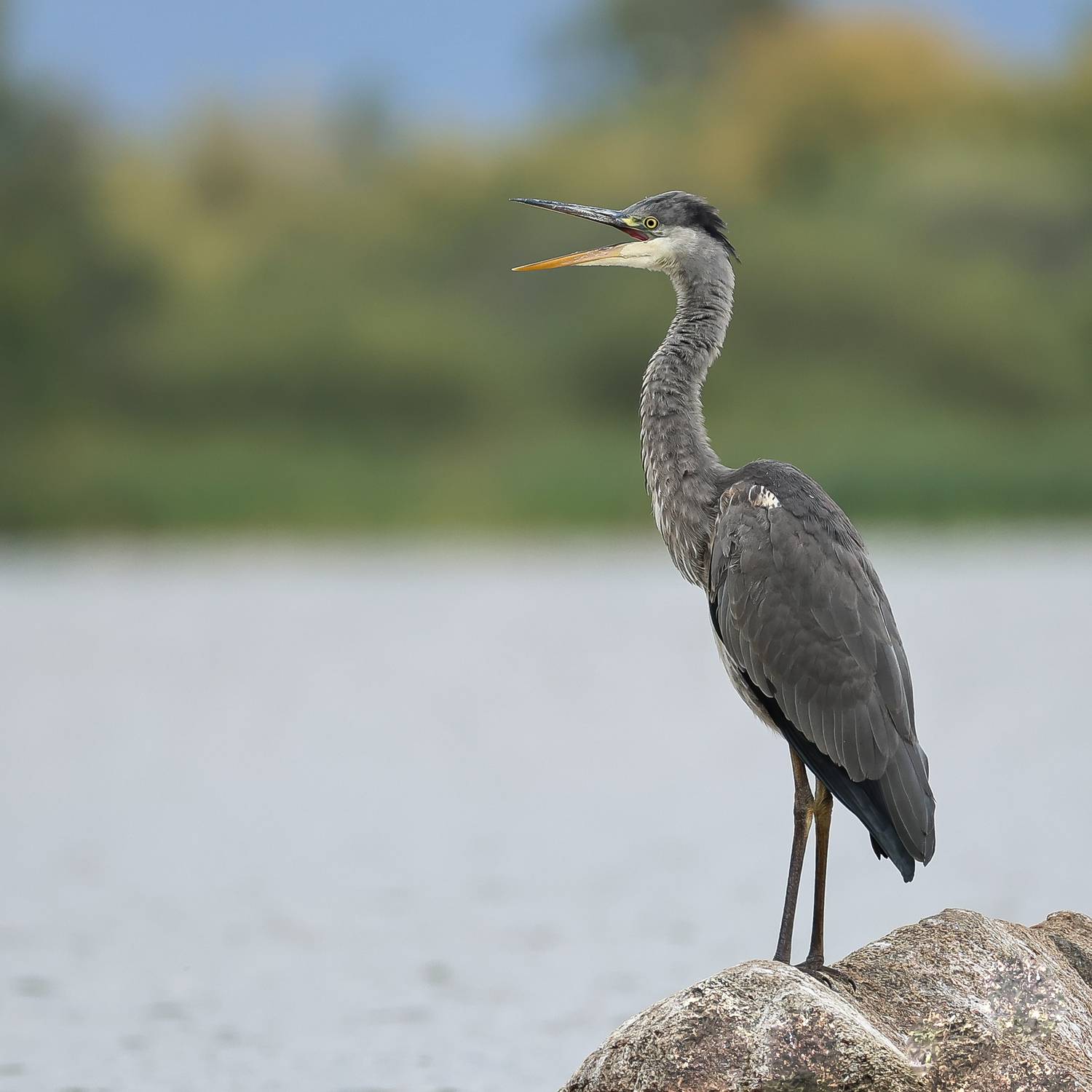 серая цапля, Суслов Дмитрий