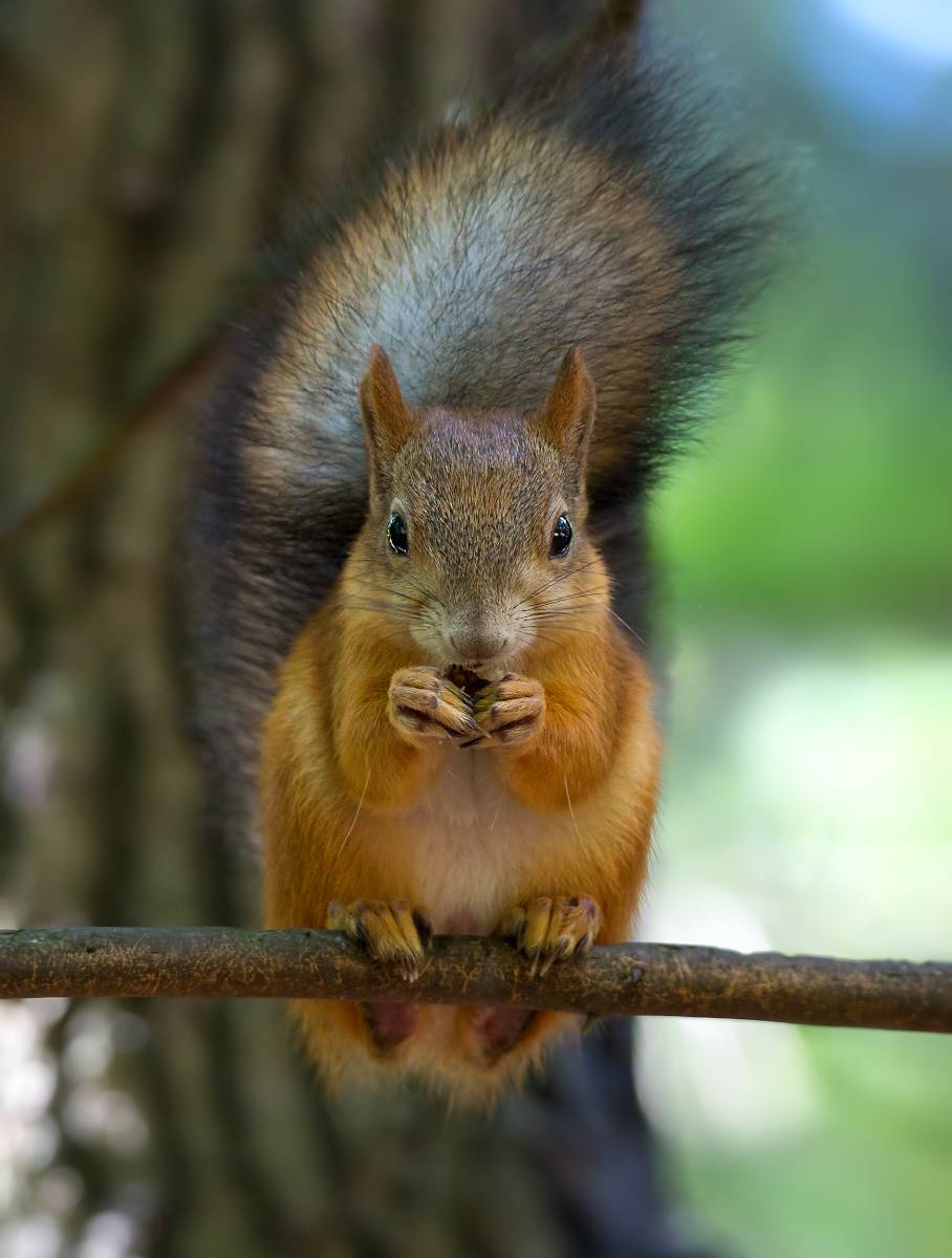 животные, белка, Борис Новиков