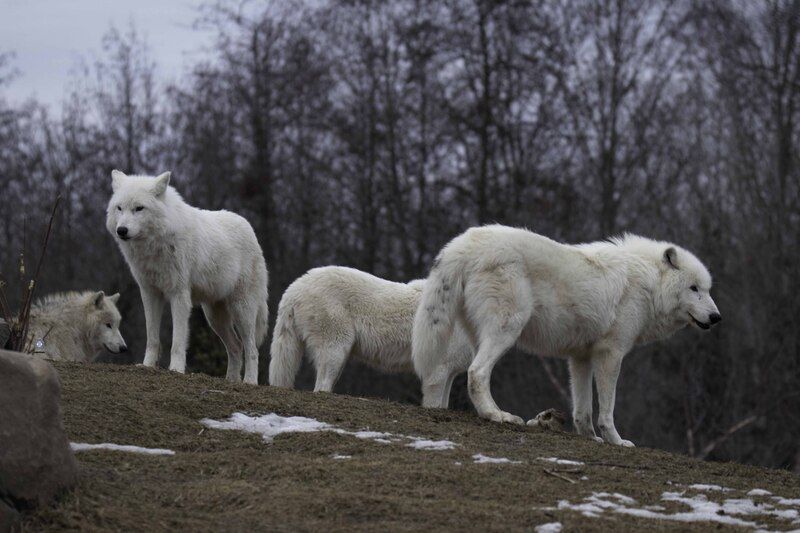 Arctic wolf фото превью