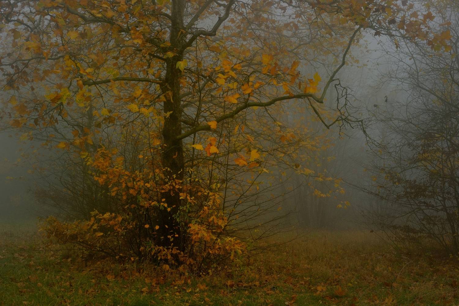 осень листва утро лес туман, Александр Жарников