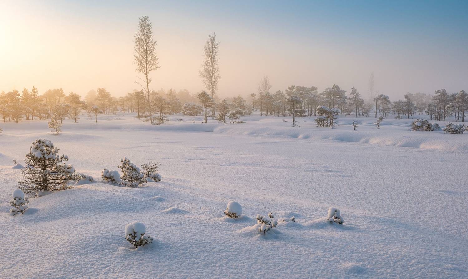 , Гордон Николай