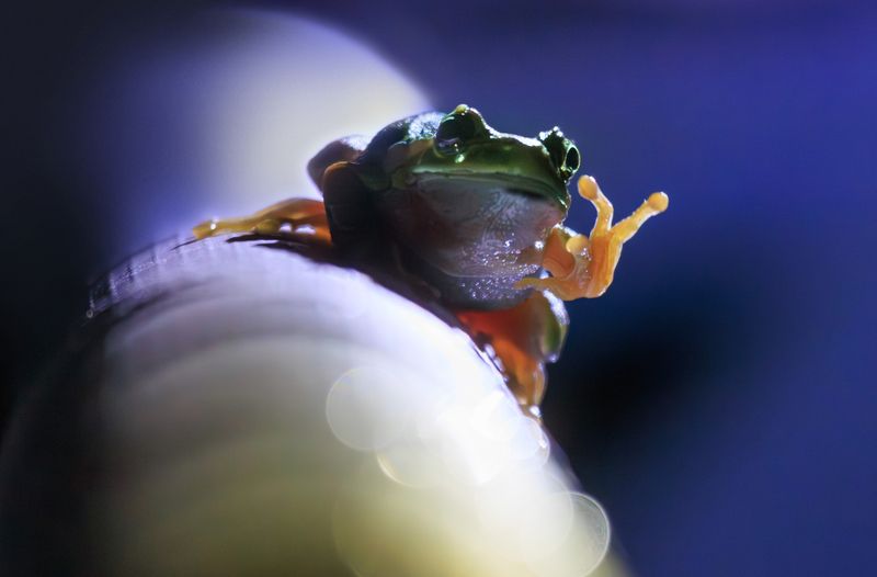 квакша лягушка земноводное Позёрство фото превью