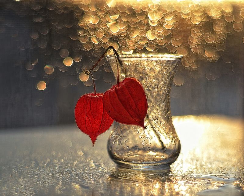 натюрморт,боке,физалис,капли,зима ... фото превью