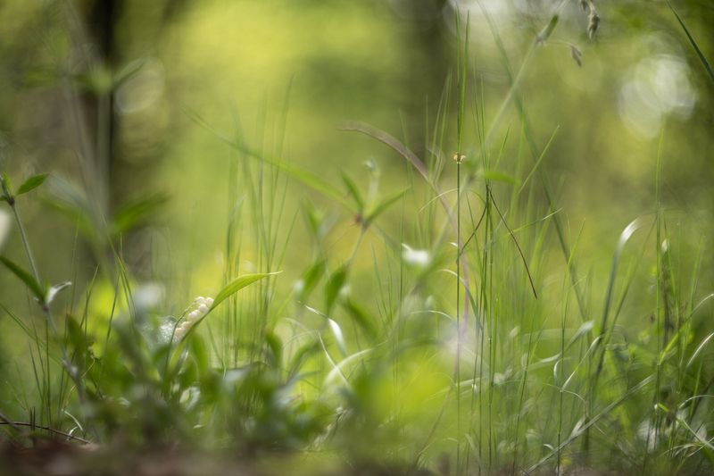 ландыши, весна, свет, лес, макро, природа, геннадий мещеряков, nikon d 850, гелиос-40-2 1,5/85 никон. Тёплое, солнечное утро... фото превью