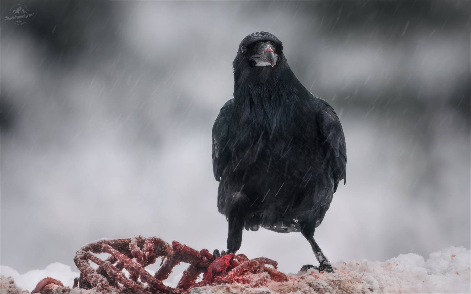 ворон, фототур в красный бор, фотоохота в беларуси, Влад Соколовский