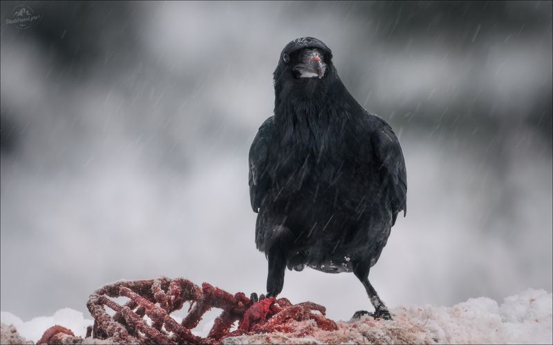 ворон, фототур в красный бор, фотоохота в беларуси Черный ворон фото превью