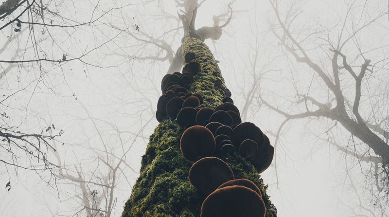 лес, дерево, природа, туман, грибы, мох, нижний ракурс, ствол, осень, атмосфера, мистика, пейзаж, дымка, трутовик, геометрия природы, тишина, пасмурно. Лестница в туман фото превью