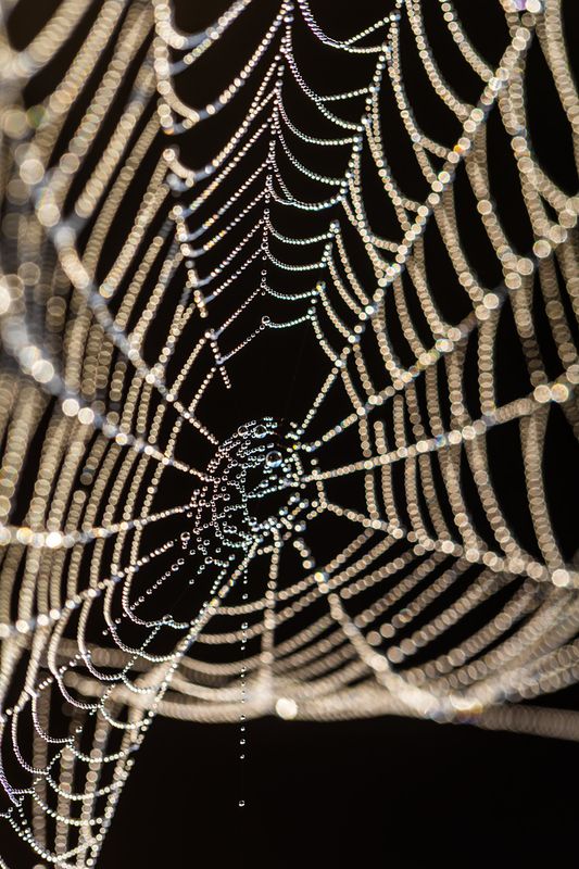 Паучье ожерелье фото превью