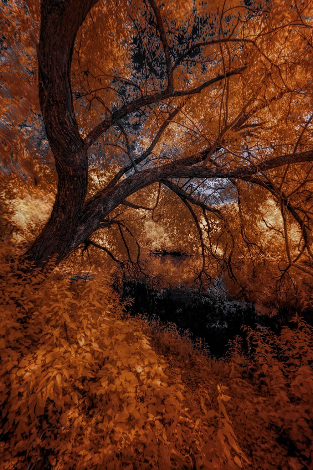 infrared, ик-фото, инфракрасное фото, инфракрасная фотография, пейзаж, лето,  Sixten (Сергей)