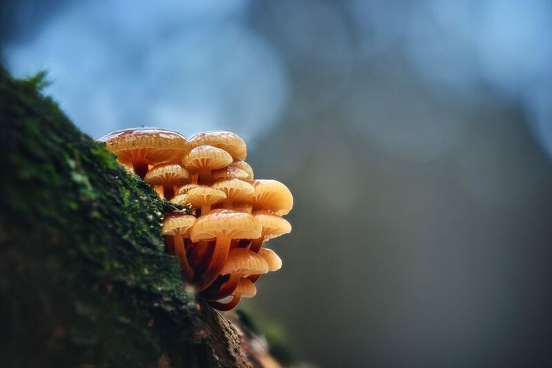 Грибочки фото превью