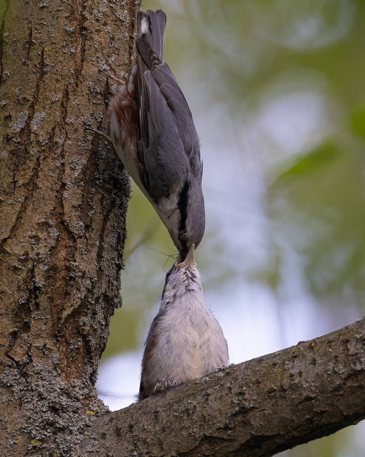 поползень, птенец, слеток, птицы, Ruslan Pl