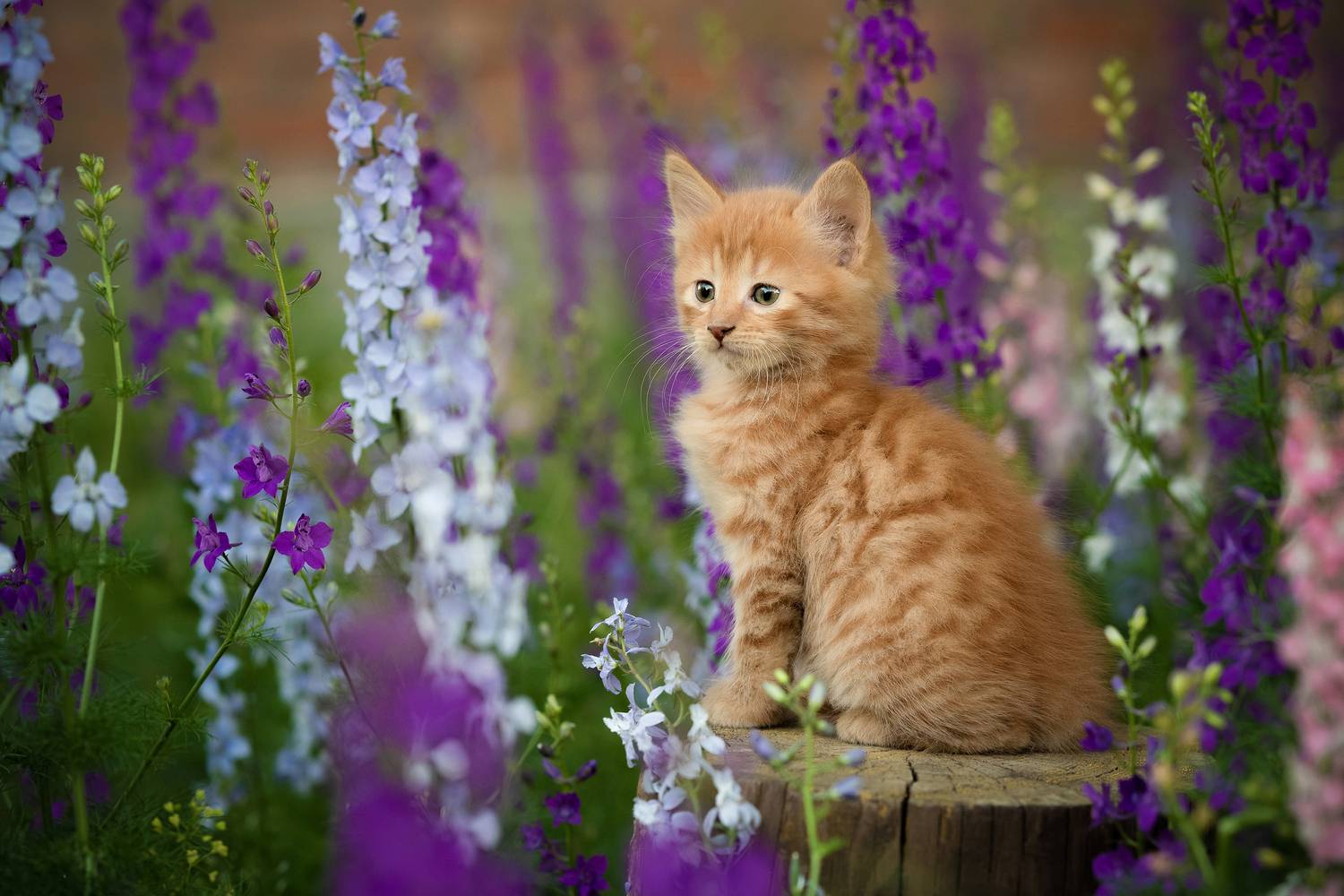 , Коротун Юрий