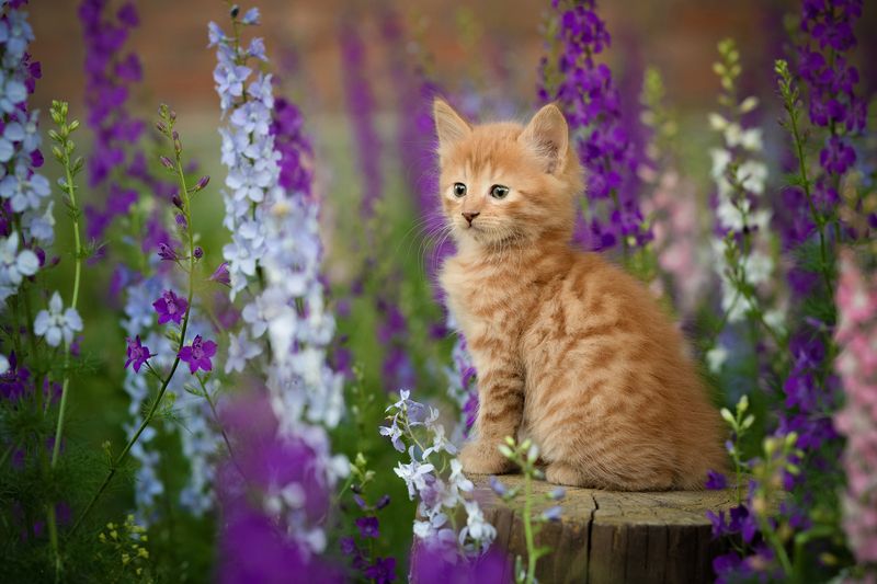 *** фото превью