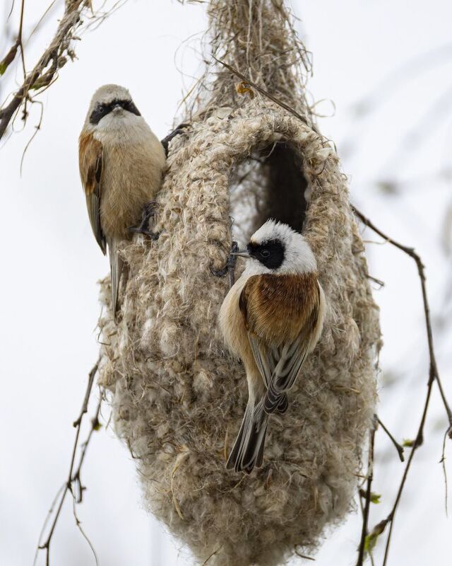 ремез, птицы, гнездо Семейство ремезов фото превью