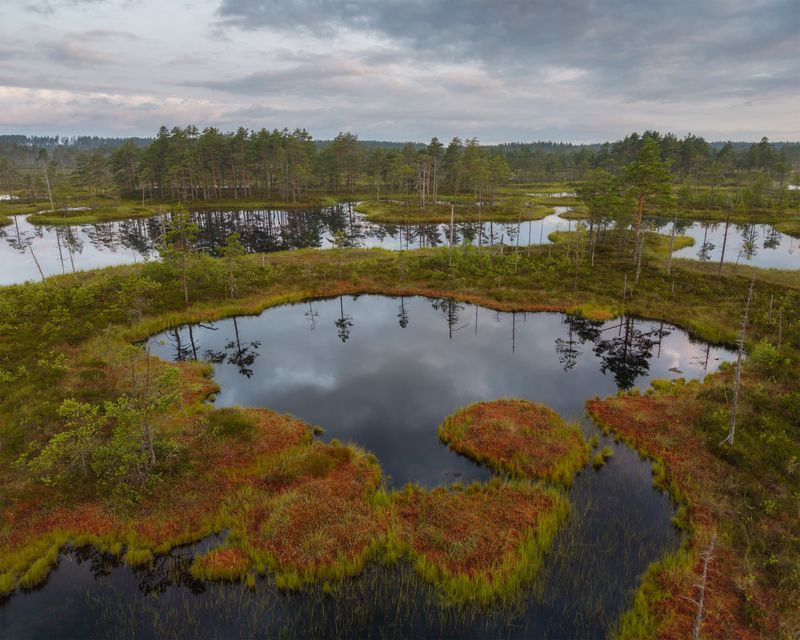 болоталенинградскойобласти, болота, ленинградскаяобласть, ленобласть, wetland, swamp Болота Ленинградской области фото превью