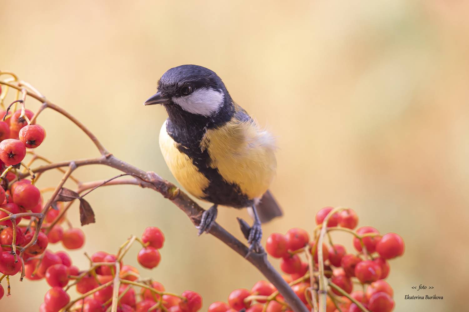 , Бурикова Екатерина