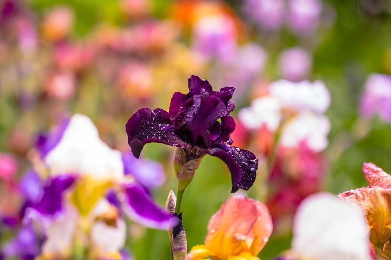 .... фото превью