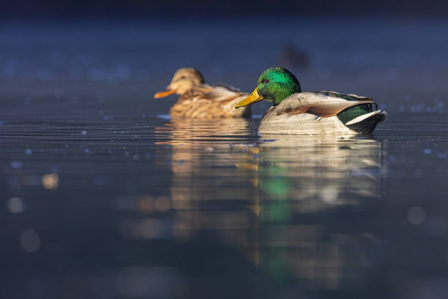 утка, краква, птицы, Ruslan Pl