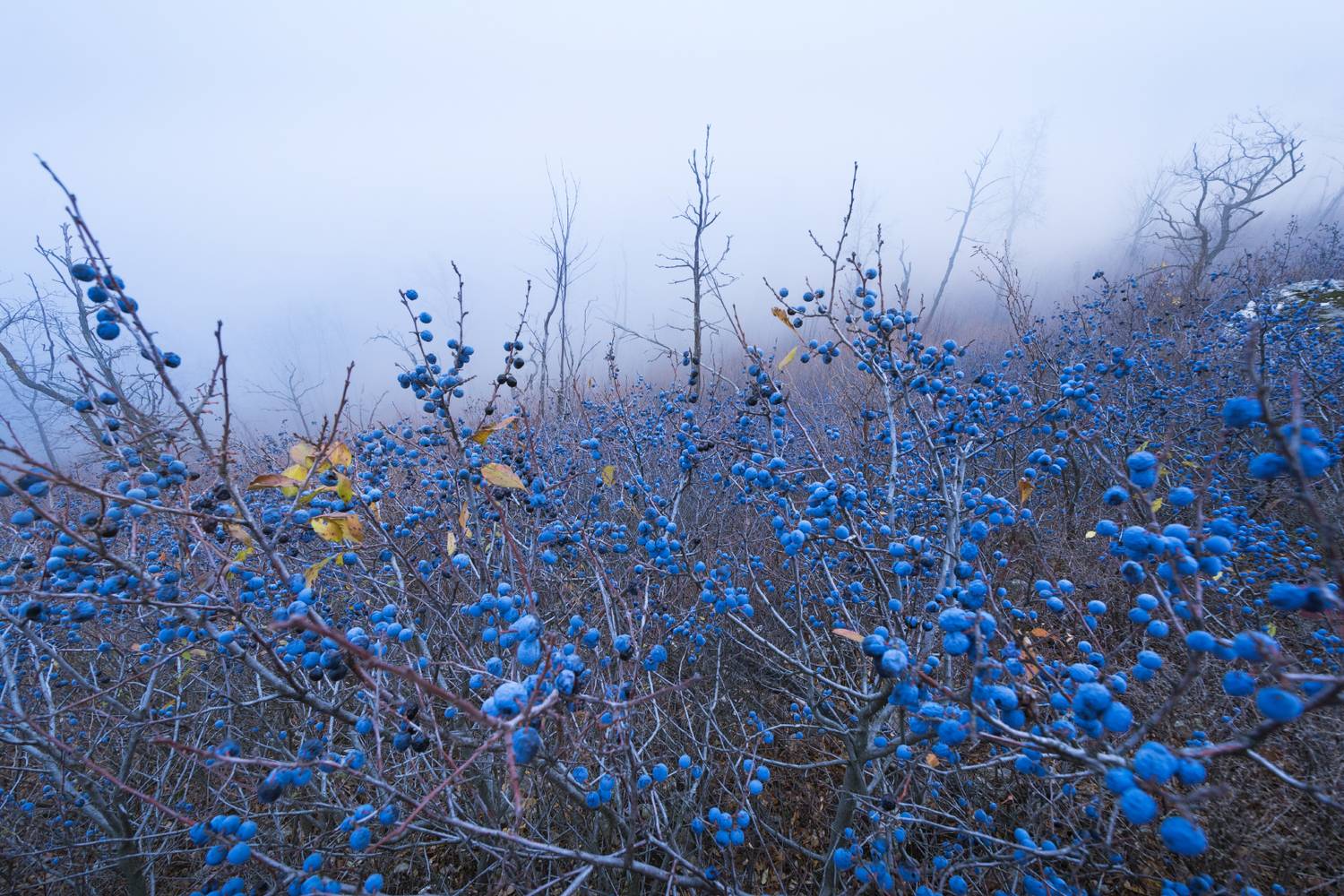 , Алексей Проняхин