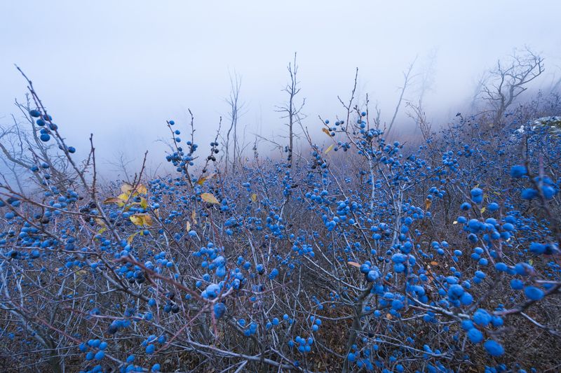 Тёрн фото превью