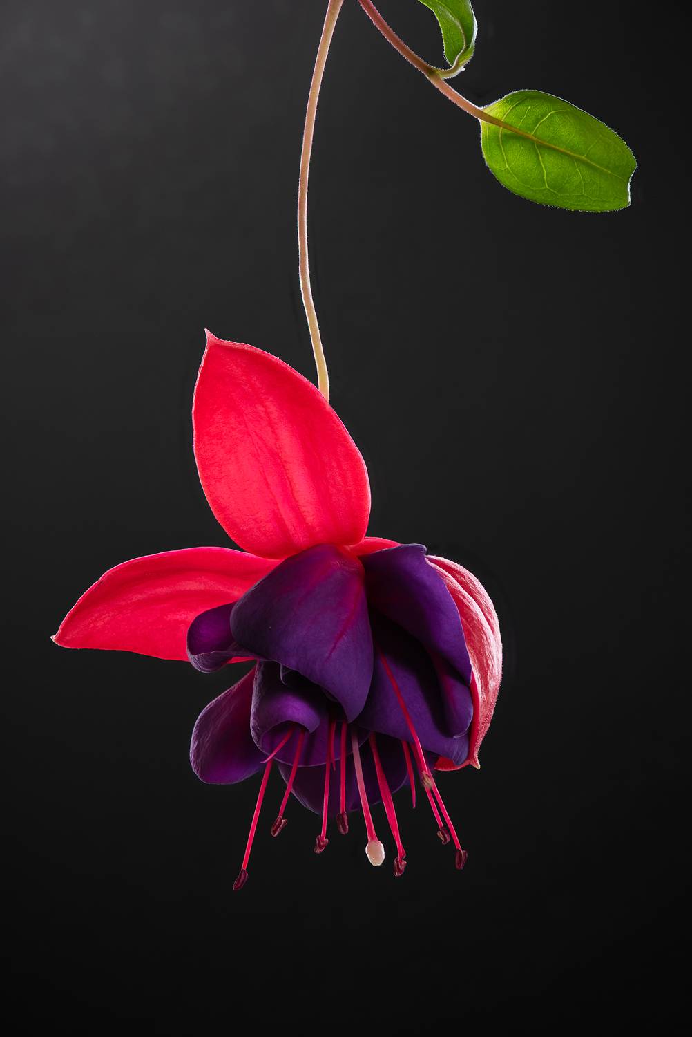 цветы, фуксия, цвет, Ходос Илья