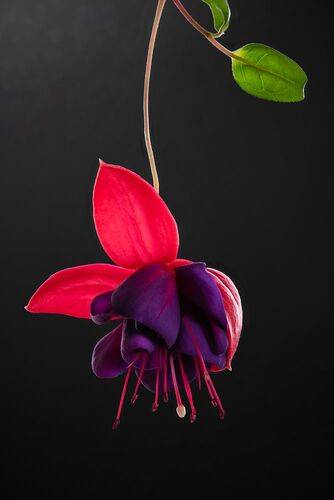 Фуксия зацвела