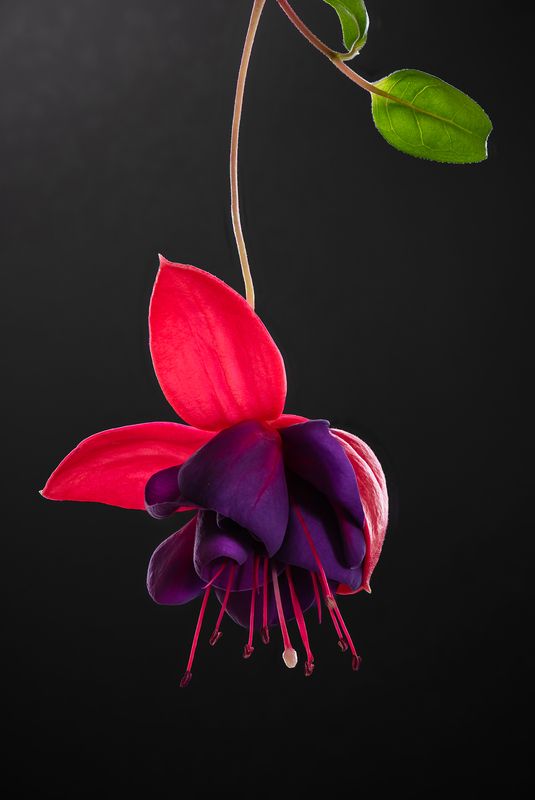 Фуксия зацвела фото превью