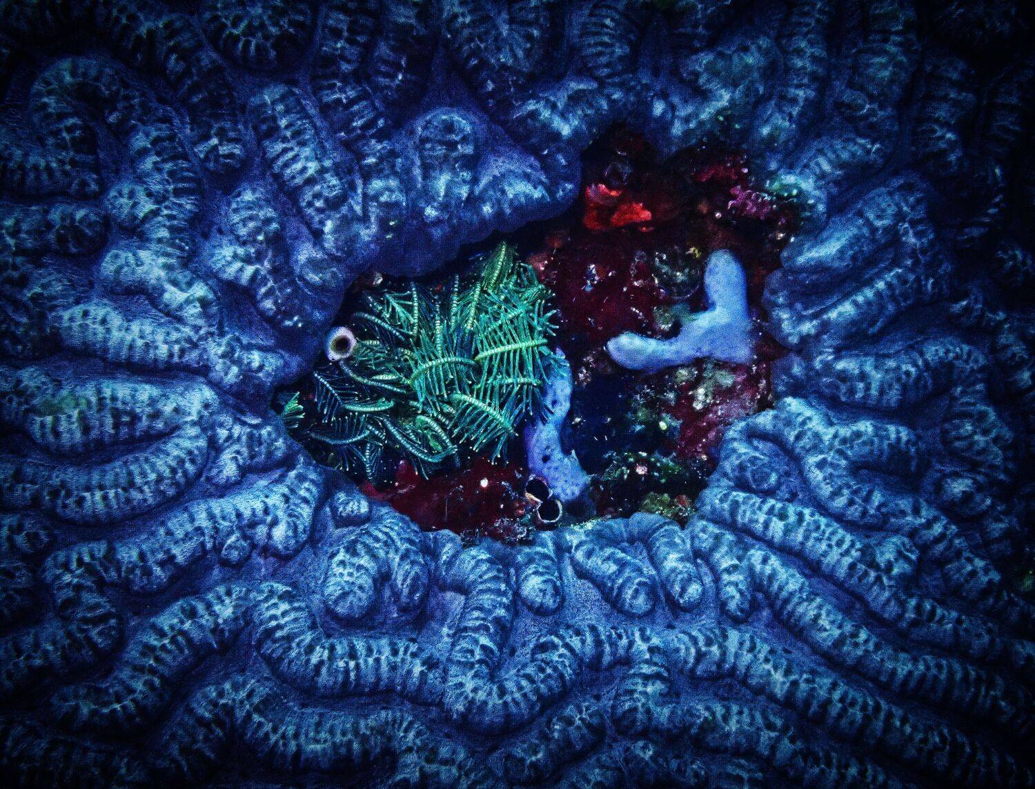 подводное, фото, Кирилл Леднев