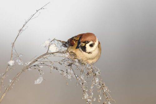 Полевой воробей