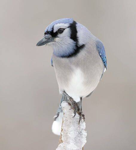Blue Jay - Голубая сойка