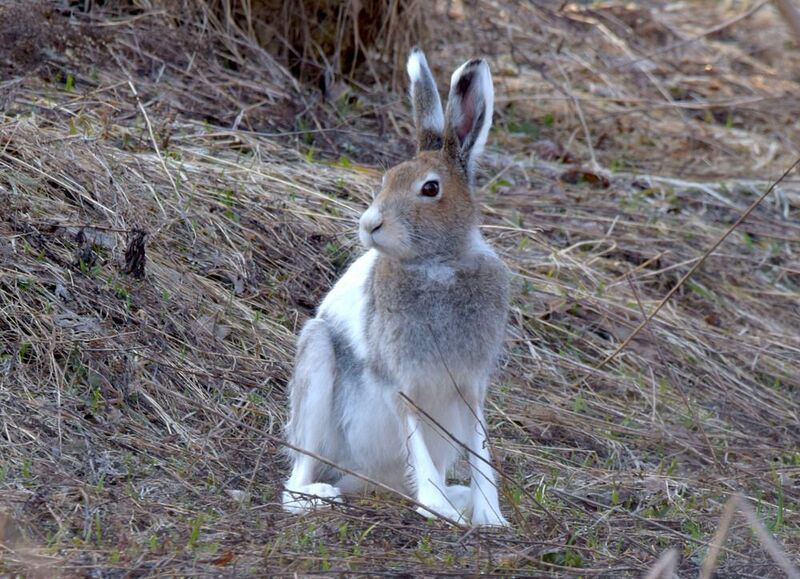 заяц - беляк, весна,замена шубки Смена гардероба фото превью