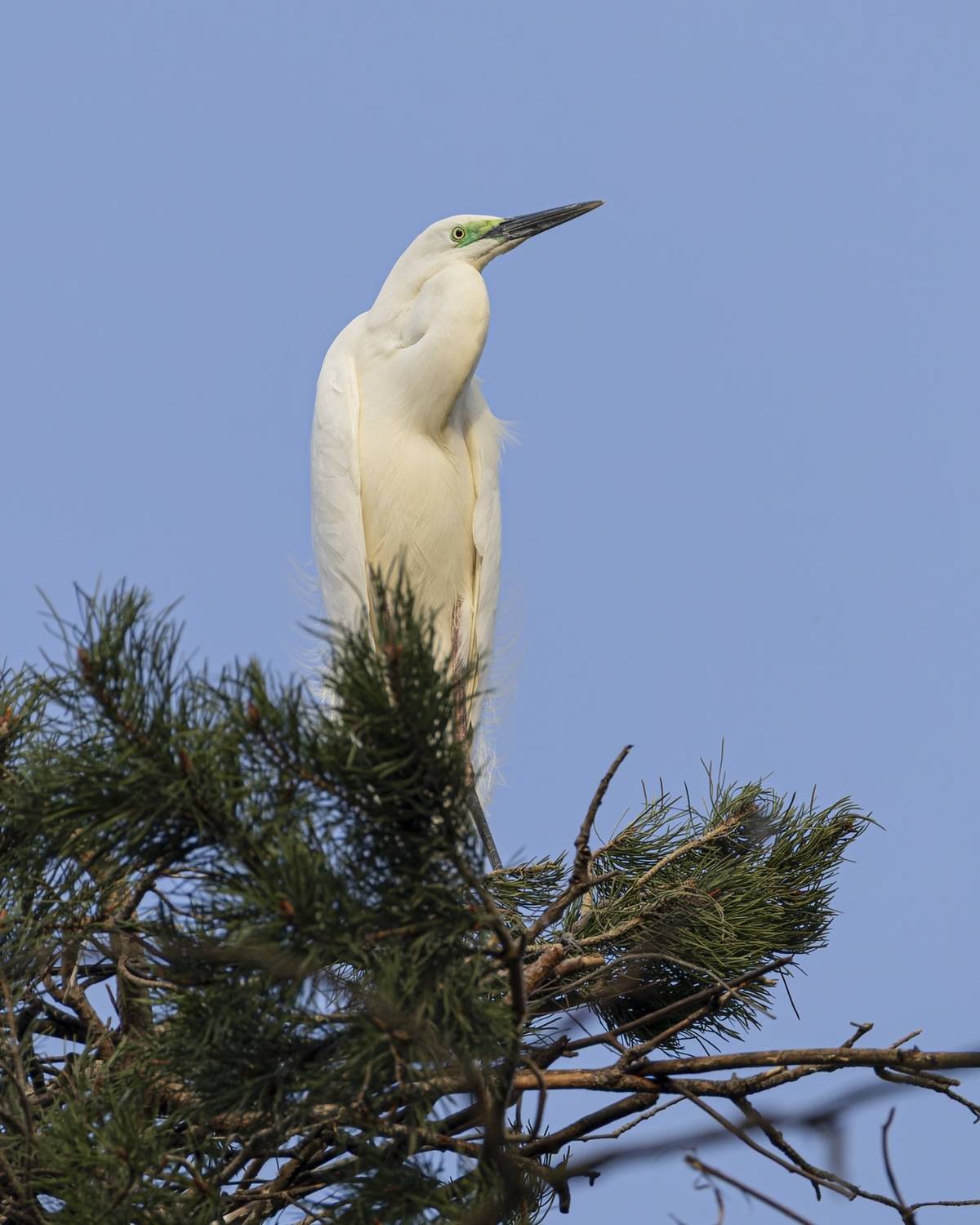 белая цапля, гнездо, птицы, цапля, большая белая цапля, Ruslan Pl