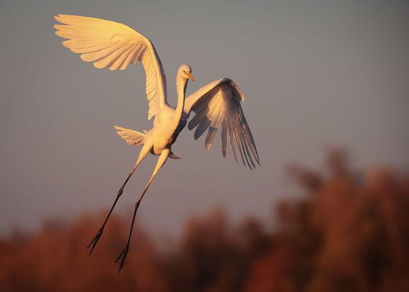 Heron фото превью