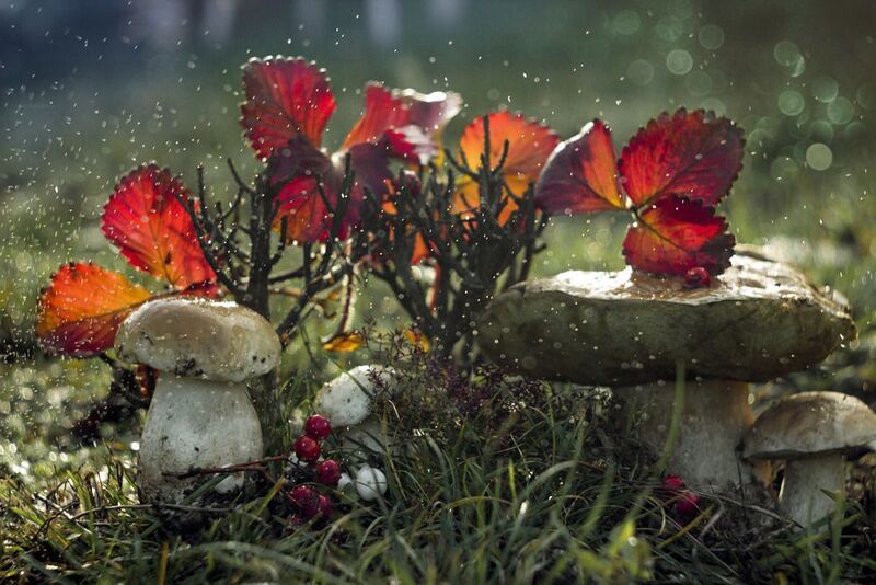 второе фото никон+никон 70-300,первое фото кенон +гелиос 44-2 Истории про грибы фото превью