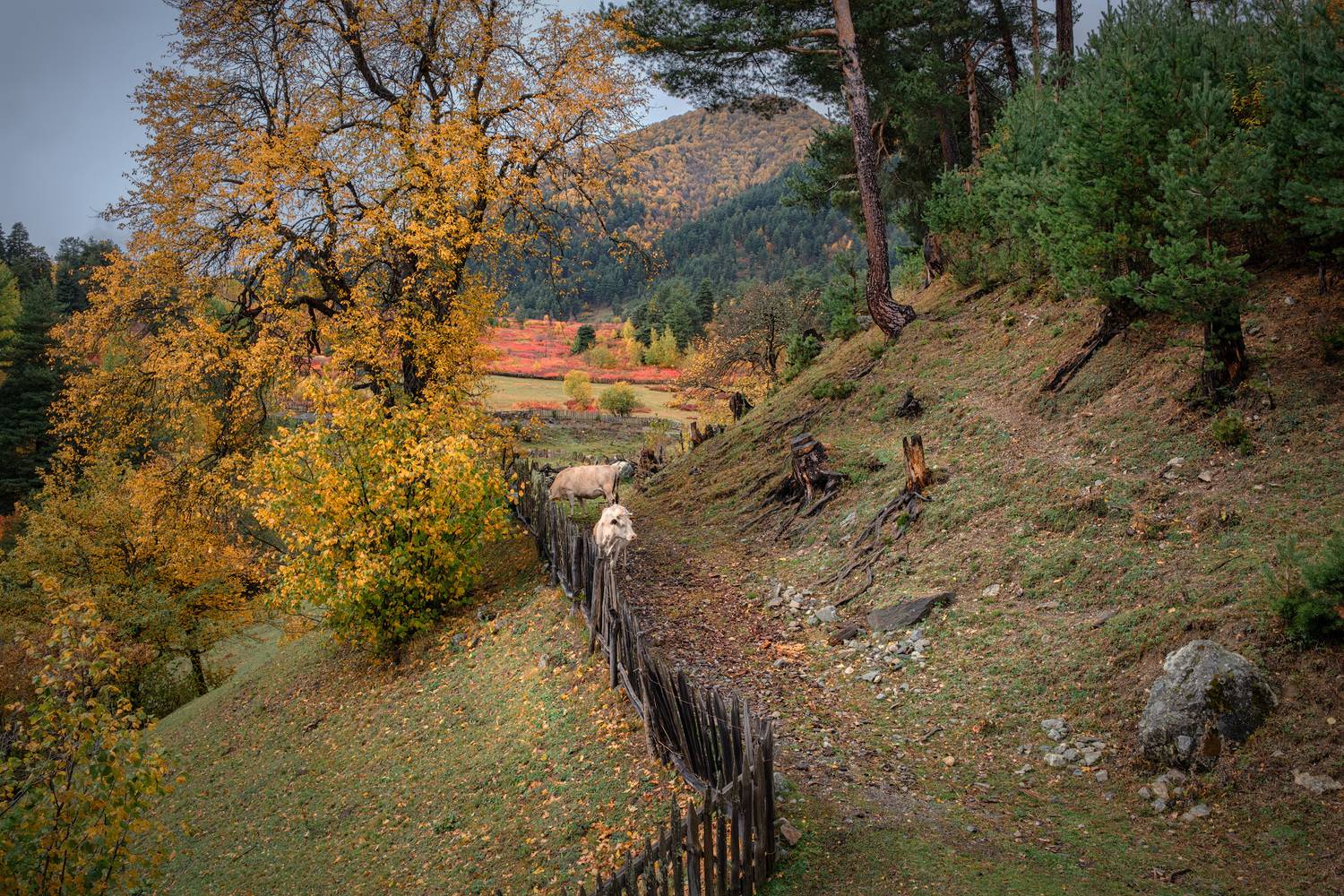 svaneti, tsvirmi, fall, autumn, cows, fence, trees, mountains, clouds, sky, nature, landscape, scenery, travel, outdoors, georgia, sakartvelo, chizh, Чиж Андрей