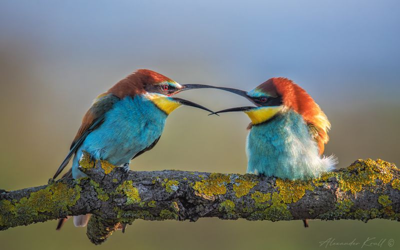 щурка, золотистая щурка, пчелоедка, merop apiaster Диалог фото превью