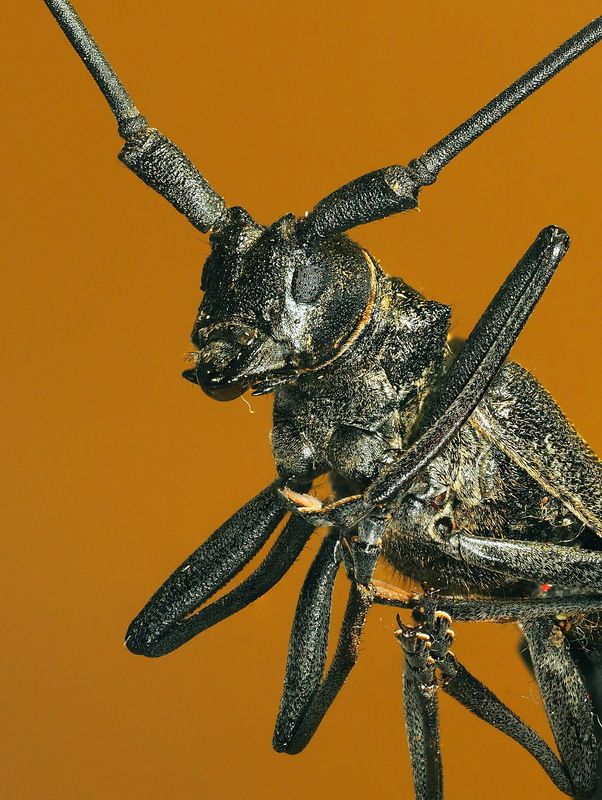 Жук усач фото превью