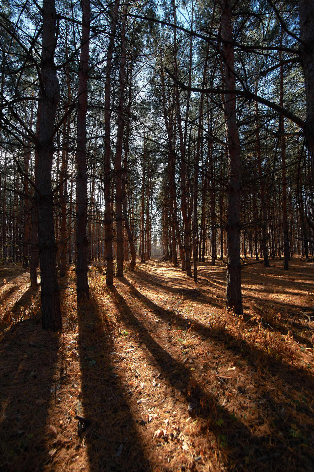 лес, сосны, волгоград, , Павел Сторчилов