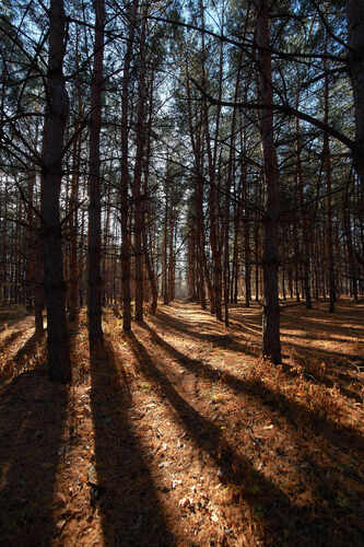 Сосновый лес