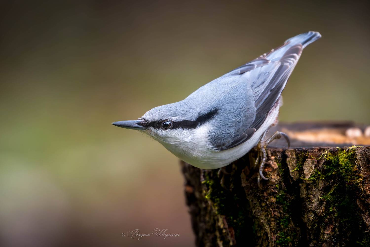 поползень, Шульгин Вадим