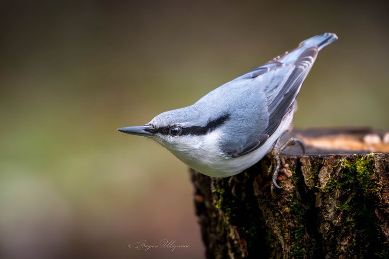 поползень Обыкновенный поползень фото превью