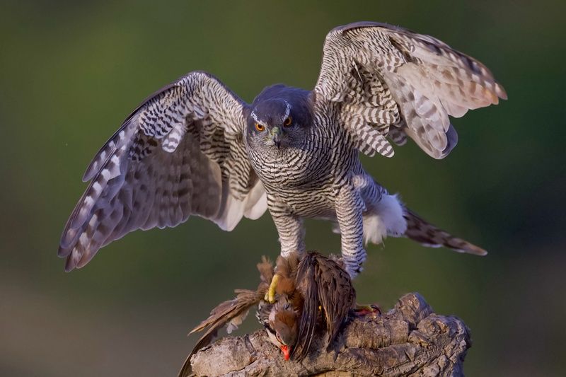 Northern Goshawk фото превью