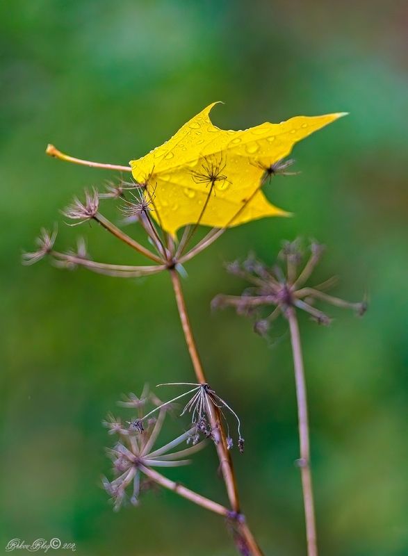 Поддержка. фото превью