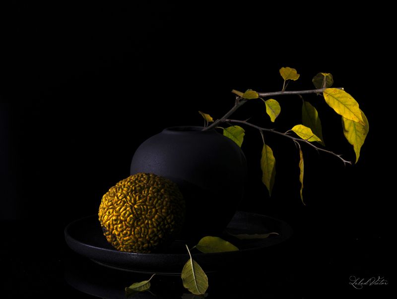 Maclura фото превью