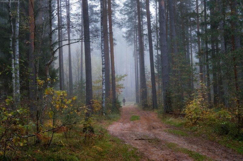 Лес, туман, сосны, осень, октябрь, дорога, лесная дорога Осенние зарисовки фото превью