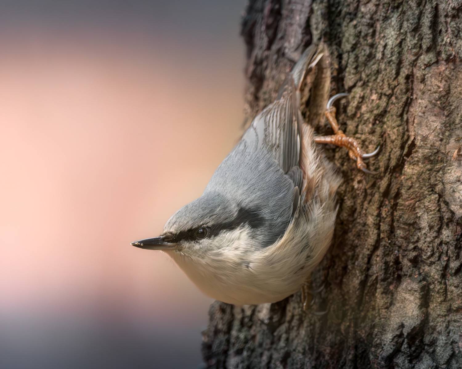 поползень, фотоохота, birds, birdwatching, лес, очень, nuthatch , Михаил Ездаков