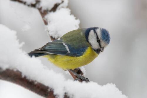 Лазоревка (лат. Cyanistes caeruleus)