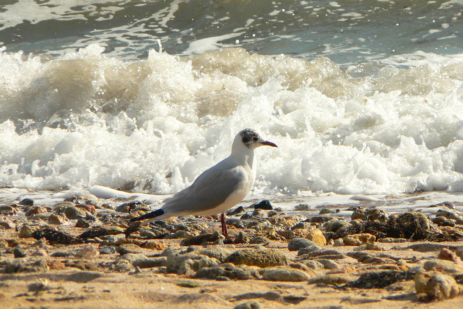 чайка, черноголовая чайка, ichthyaetus melanocephalus, КарОл
