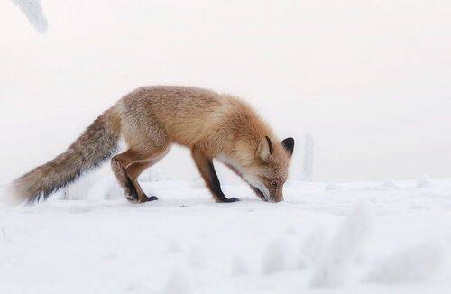 Лиса мышкует
